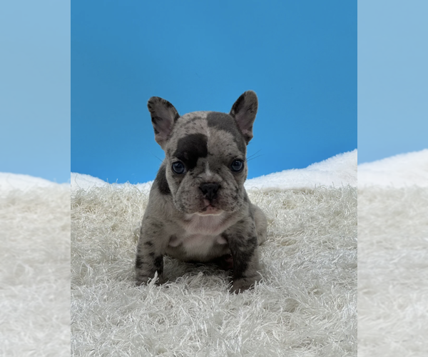 Medium Photo #3 French Bulldog Puppy For Sale in RALEIGH, NC, USA
