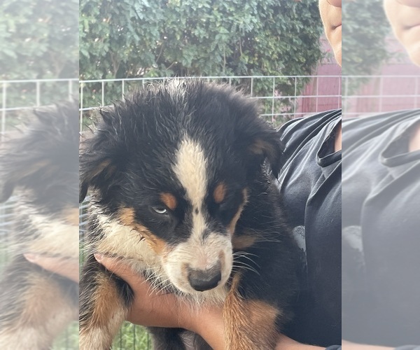 Medium Photo #2 Australian Shepherd Puppy For Sale in NORCO, CA, USA