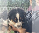 Small Photo #2 Australian Shepherd Puppy For Sale in NORCO, CA, USA