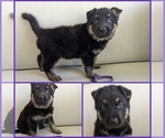 Puppy Miss Purple German Shepherd Dog