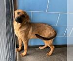 Small #1 German Shepherd Dog Mix