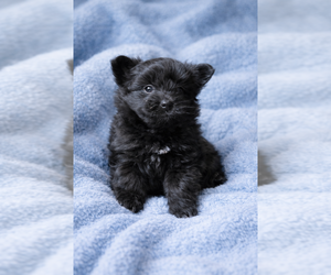 Pomapoo (Standard) Puppy for sale in SPOTSYLVANIA, VA, USA