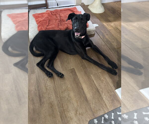 Medium Photo #4 Great Dane-Labrador Retriever Mix Puppy For Sale in Evansville, IN, USA