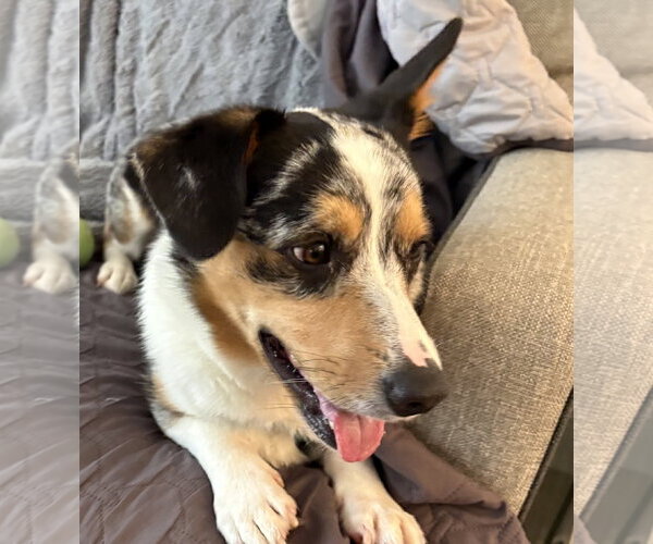 Medium Photo #5 Mutt Puppy For Sale in Valrico, FL, USA