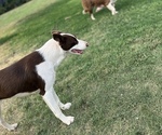Small Photo #1 Border Collie Puppy For Sale in ABERNATHY, TX, USA
