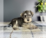 Small #1 Schnauzer (Miniature)
