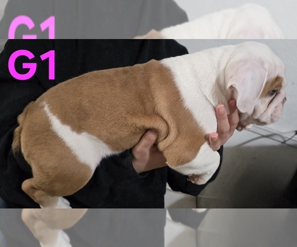 Medium Photo #2 English Bulldog Puppy For Sale in FRESNO, CA, USA