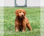 Small #1 Goldendoodle