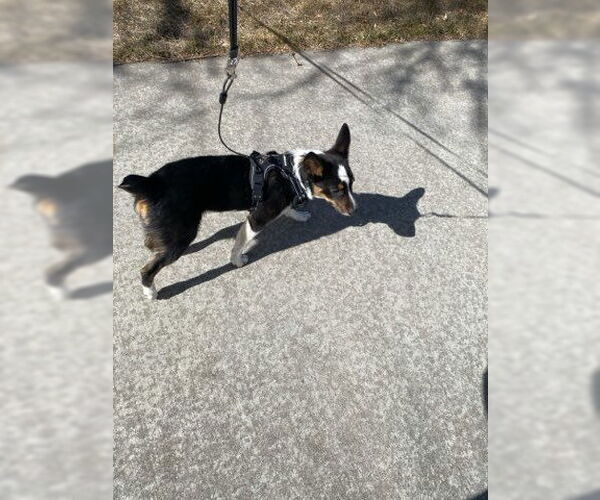 Medium Photo #5 Australian Shepherd-Unknown Mix Puppy For Sale in Denver , CO, USA