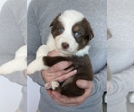 Small Photo #4 Australian Shepherd Puppy For Sale in MOUNT PULASKI, IL, USA