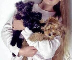 Yorkshire Terrier Puppy for sale in MANHATTAN, NY, USA