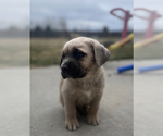 Small Photo #35 Cane Corso Puppy For Sale in BELGRADE, MT, USA