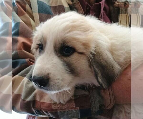 Medium Photo #1 Great Pyrenees Puppy For Sale in Vail, AZ, USA