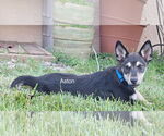 Small #1 Siberian Husky Mix