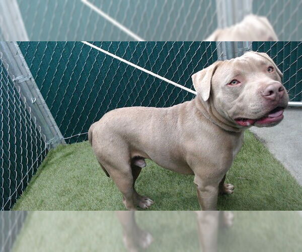 Medium Photo #1 Mutt Puppy For Sale in Downey, CA, USA