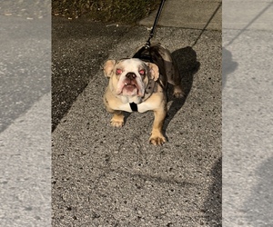 English Bulldog Puppy for sale in TAMPA, FL, USA