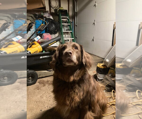 Medium Photo #1 Labrador Retriever-Unknown Mix Puppy For Sale in Minneapolis, MN, USA