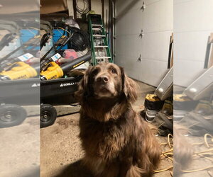 Labrador Retriever-Unknown Mix Dogs for adoption in Minneapolis, MN, USA