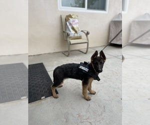 Puppyfinder Com German Shepherd Dog Puppies Puppies For Sale Near Me In California Usa Page 1 Displays 10