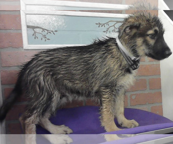 Medium Photo #1 German Shepherd Dog Puppy For Sale in Kankakee, IL, USA