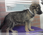 Small German Shepherd Dog