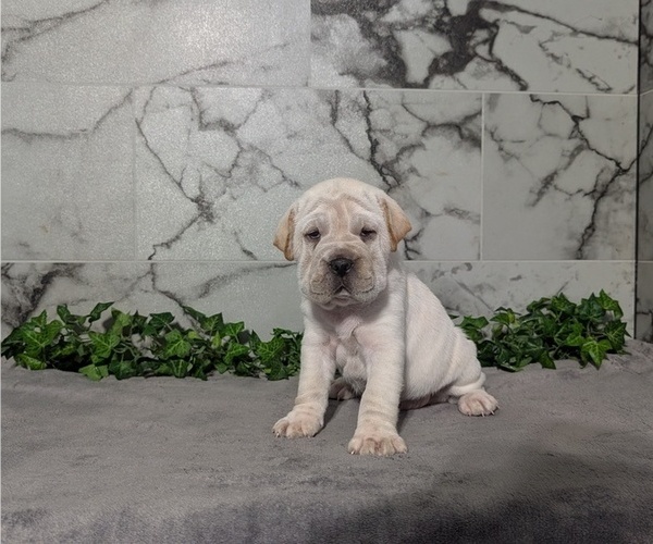 Medium Photo #8 Cocker-Pei Puppy For Sale in GOSHEN, IN, USA