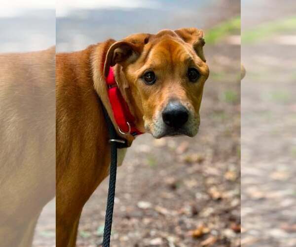 Medium Photo #3 Mutt Puppy For Sale in Shelburne, VT, USA