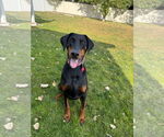 Small Doberman Pinscher
