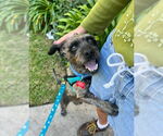 Small #1 Mutt