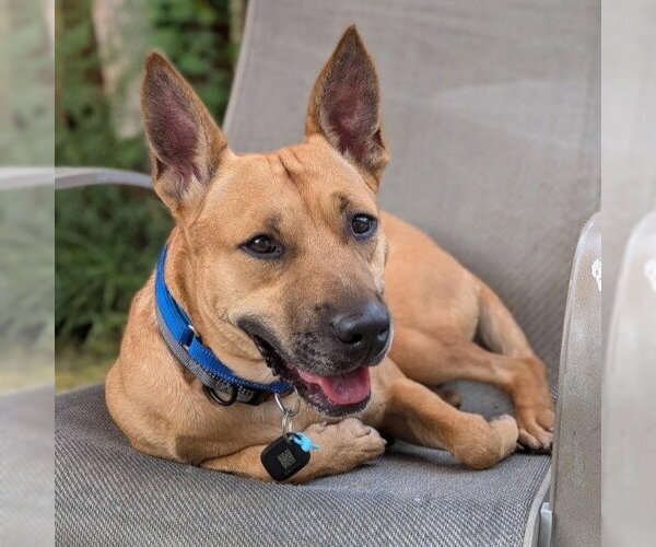 Medium Photo #1 Mutt Puppy For Sale in Minneapolis, MN, USA
