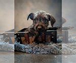 Small Photo #3 Chihuahua-Unknown Mix Puppy For Sale in Vail, AZ, USA
