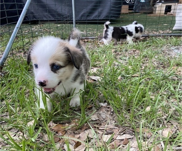Medium Photo #6 Pembroke Welsh Corgi Puppy For Sale in BRANDON, FL, USA