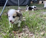 Small #5 Pembroke Welsh Corgi