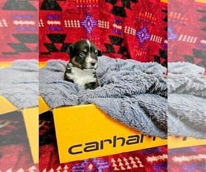American Corgi Puppy for sale in COMMERCE CITY, CO, USA