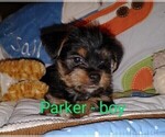 Image preview for Ad Listing. Nickname: Parker SOLD