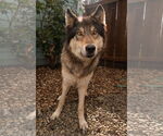 Small #3 German Shepherd Dog-Huskies  Mix