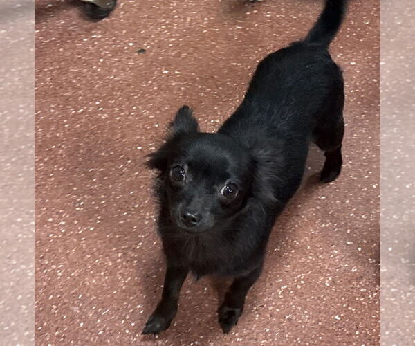 Medium Photo #1 Chihuahua-Unknown Mix Puppy For Sale in Chico, CA, USA