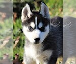 Small Photo #7 Siberian Husky Puppy For Sale in STEVENS, PA, USA
