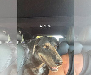 MIGUEL - Male Labrador Retriever-Unknown Mix Dog for Adoption - Photo #6