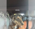 Small #5 Labrador Retriever Mix