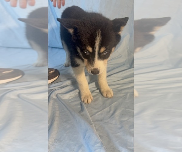 Medium Photo #8 Pomsky-Shiba Inu Mix Puppy For Sale in NASHUA, NH, USA