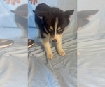 Small Photo #8 Pomsky-Shiba Inu Mix Puppy For Sale in NASHUA, NH, USA