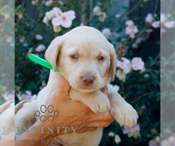 Medium Photo #3 Labrador Retriever Puppy For Sale in NARVON, PA, USA