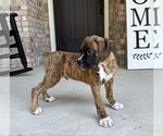 Small #4 Boxer