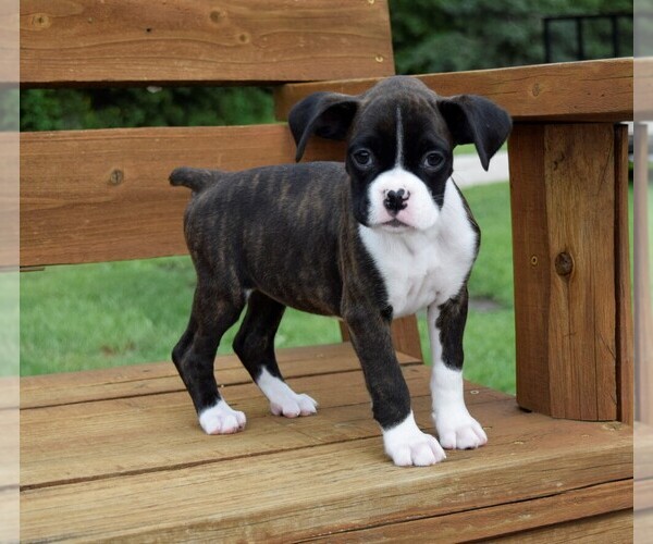 Medium Photo #1 Boxer Puppy For Sale in CHILHOWEE, MO, USA