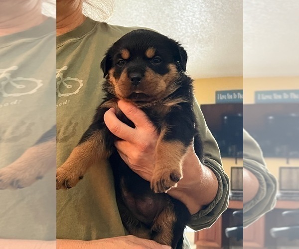 Medium Photo #10 Rottweiler Puppy For Sale in SARASOTA, FL, USA
