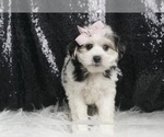 Small #2 Morkie