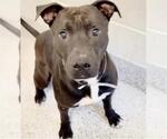 Small #1 Mutt