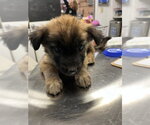 *PUPPY 2 - Female Anatolian Shepherd-Unknown Mix Dog for Adoption - Small photo