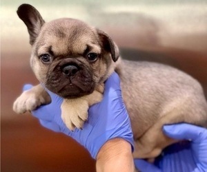 French Bulldog Puppy for sale in PHOENIX, AZ, USA